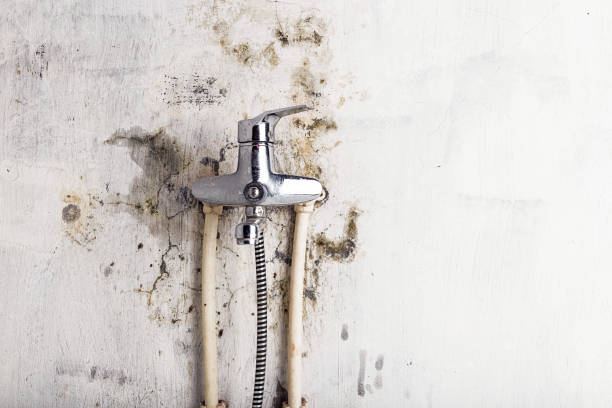 Best Certified Mold Removal  in Woodbury, MN