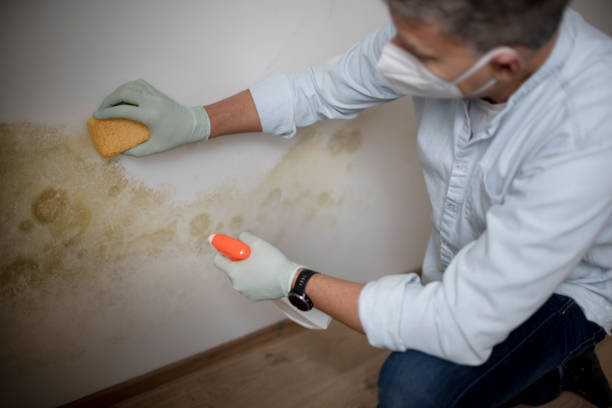 Best Fast Mold Removal  in Woodbury, MN