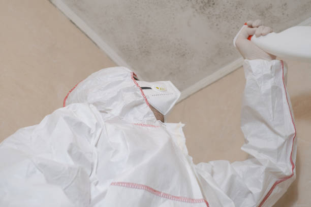 Professional Mold Removal in Woodbury, MN