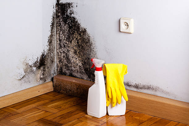 Best Black Mold Removal  in Woodbury, MN